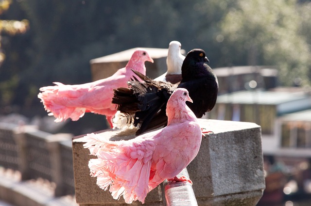 不可摧的防 不可摧的防